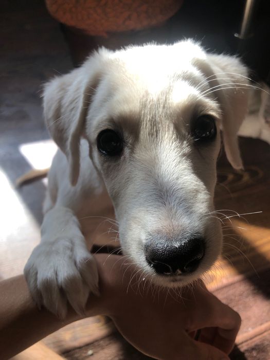 Лабрадор смешка с немецкой овчаркой