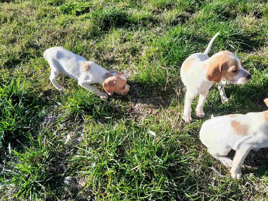 Продават се малки Пойнтери