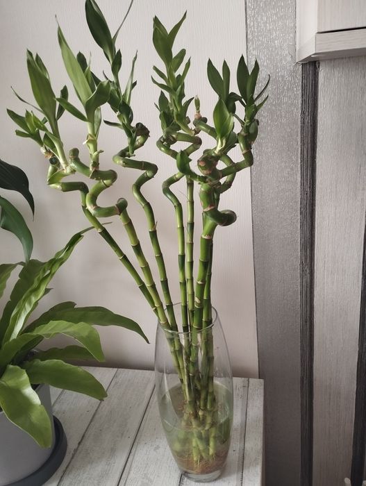 Продам растение бамбук многолетнее