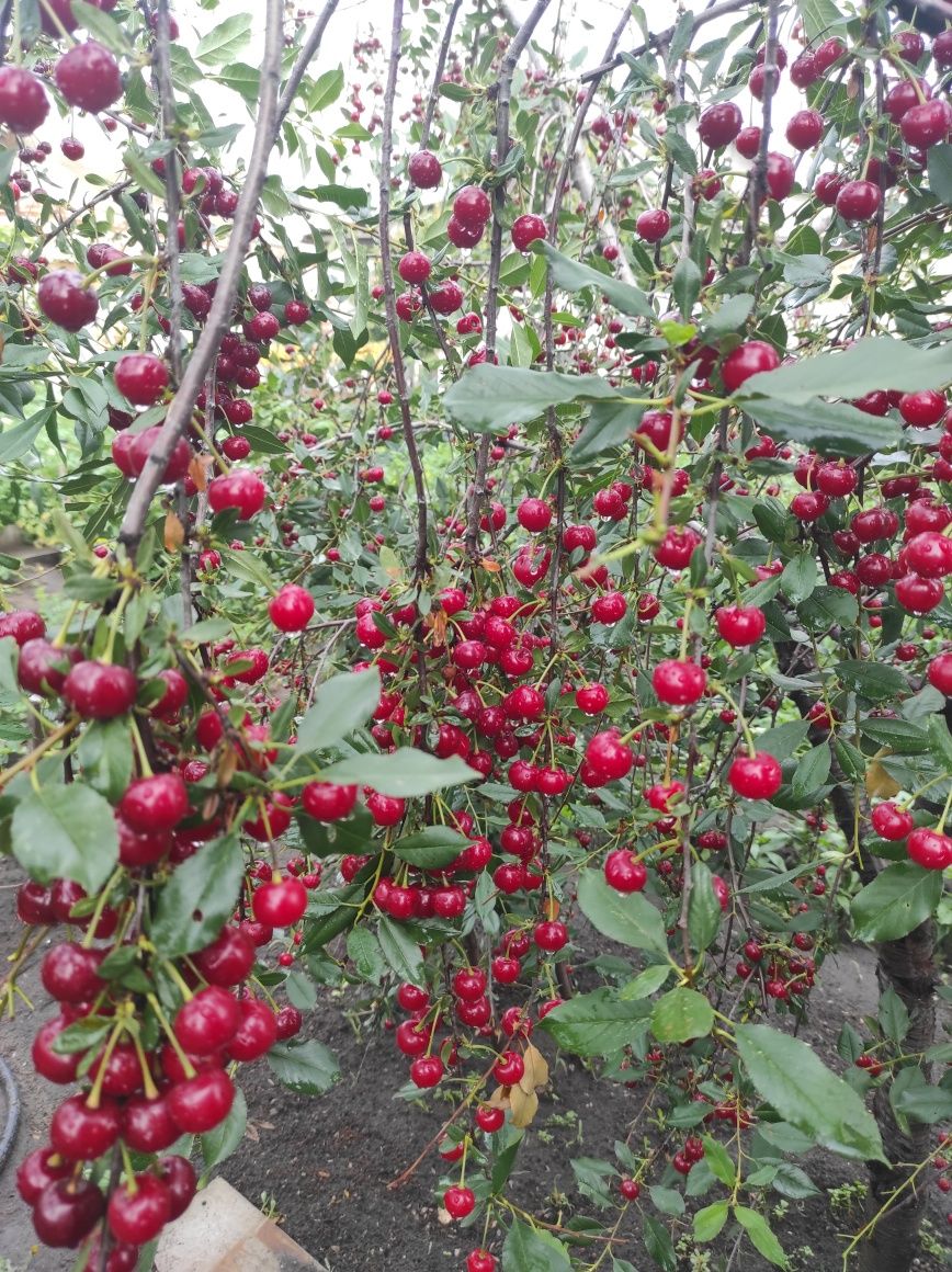 Продам спелую вишню