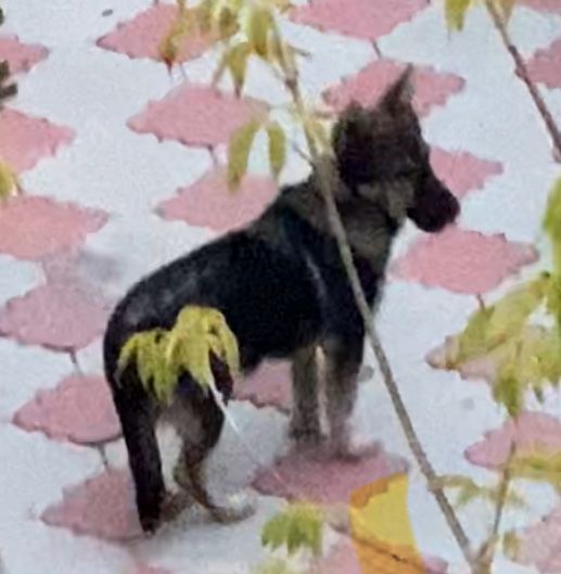 Отдам хорошие руки собаку