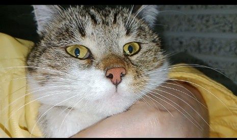 кошка в хорошие ручки