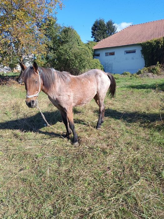 Iapa de vânzare  are 9 ani