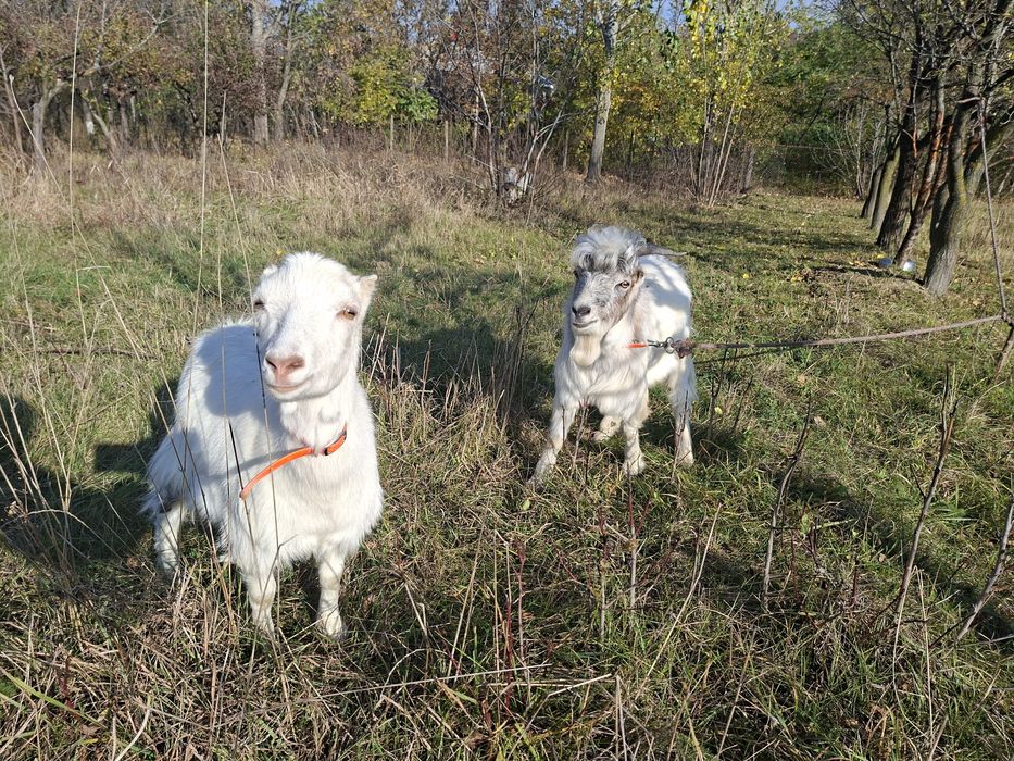 Vând țap și capră cuplu Zara și Massimo