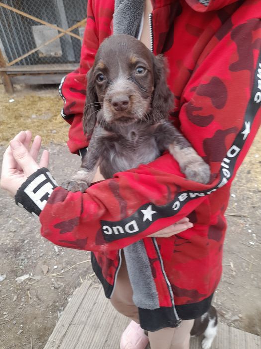 Щенки Порода Спаниель Русский и Английский