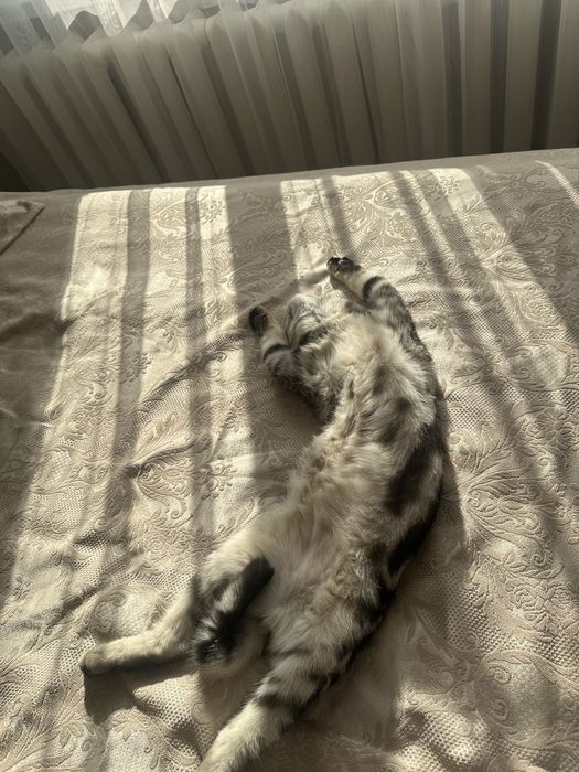 Отдам шотландского кота в добрые руки!