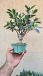 Bonsai Ficus Retusa