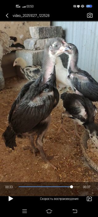 Дакан бойцовые цыплята шожелер сатылады