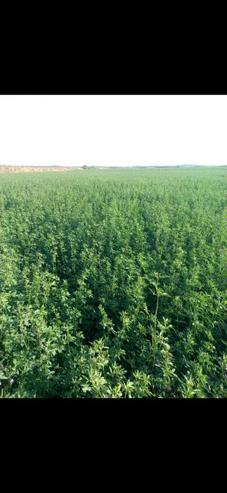 Vand samanta lucerna