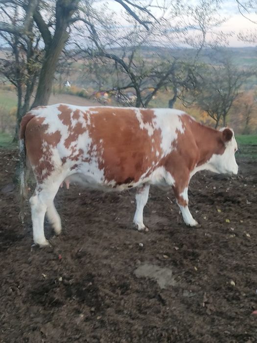 Vaca gestantă cu al doilea vițel!