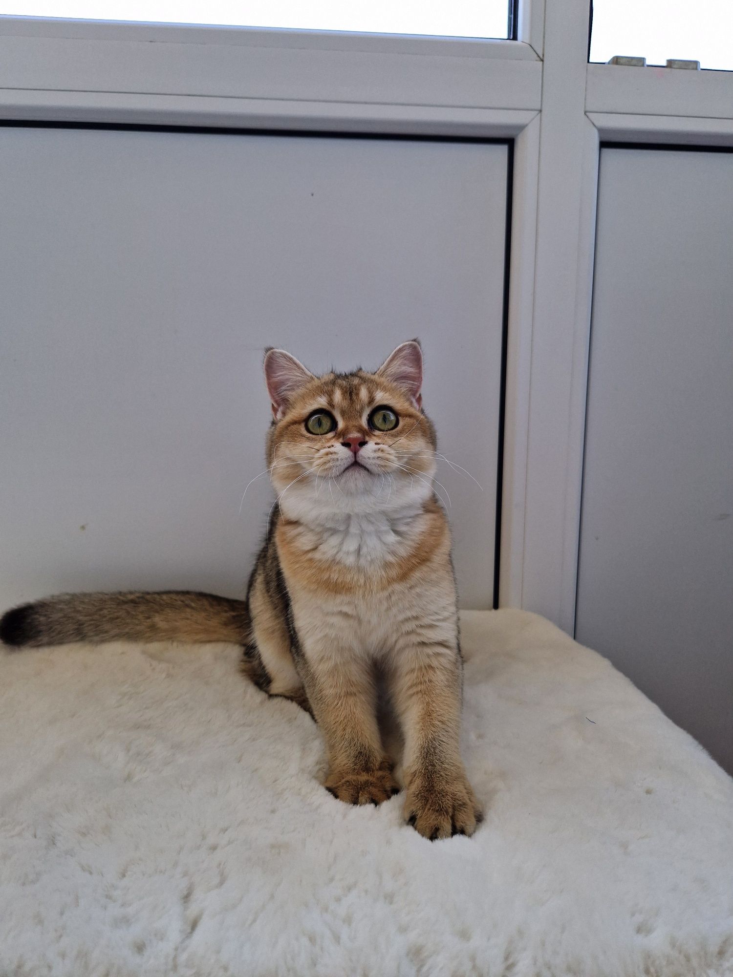 British shorthair golden