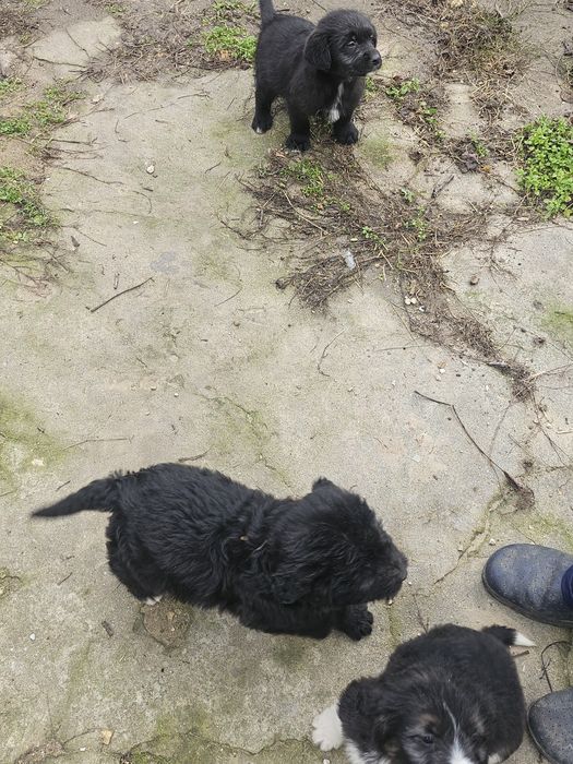 Подарявам кученца