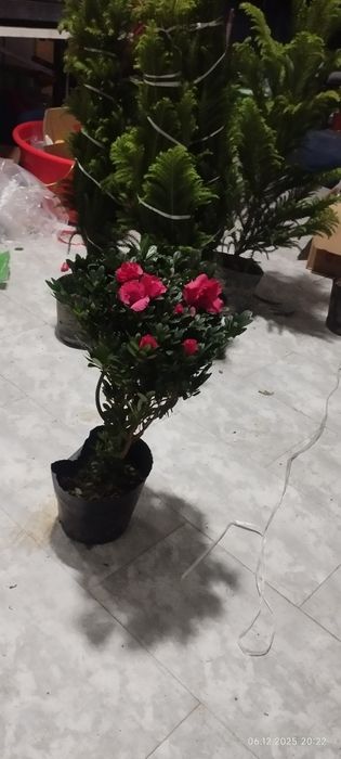 Камелия японская азалия японская