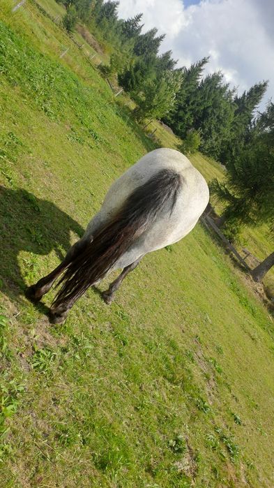 Vând două manze una de 1 an și una de 2 ani