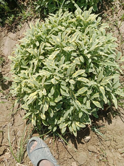 Ko'p yillik qishn yozn turadi