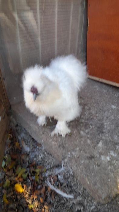 Cocosi mătase japoneza