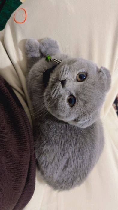 Mushukcha sotiladi zoti toza skotsh fold ayol narxi 2 mln