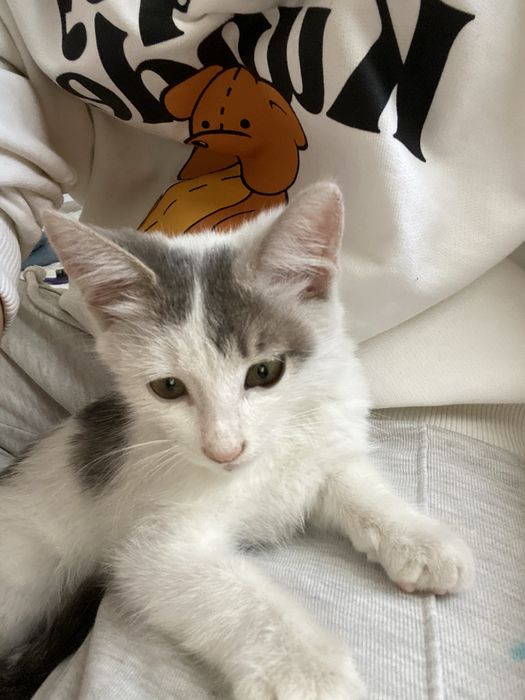 Котятя(отдам в очень хорошие хорошие руки бесплатно с переноской………..)