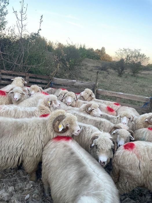 25 miori si straits cu origine