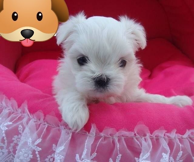 Bichon maltez mini toy dețin pedigree)