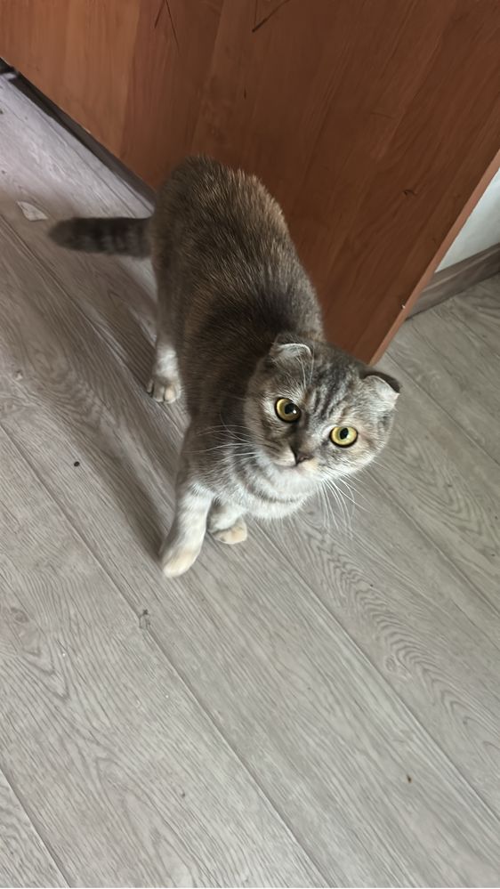 Отдам котят   От вислоухой кошки