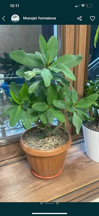 Gul uy va ofis uchun