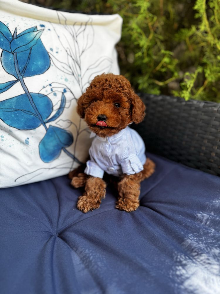 Мини - пудел / Poodle mini