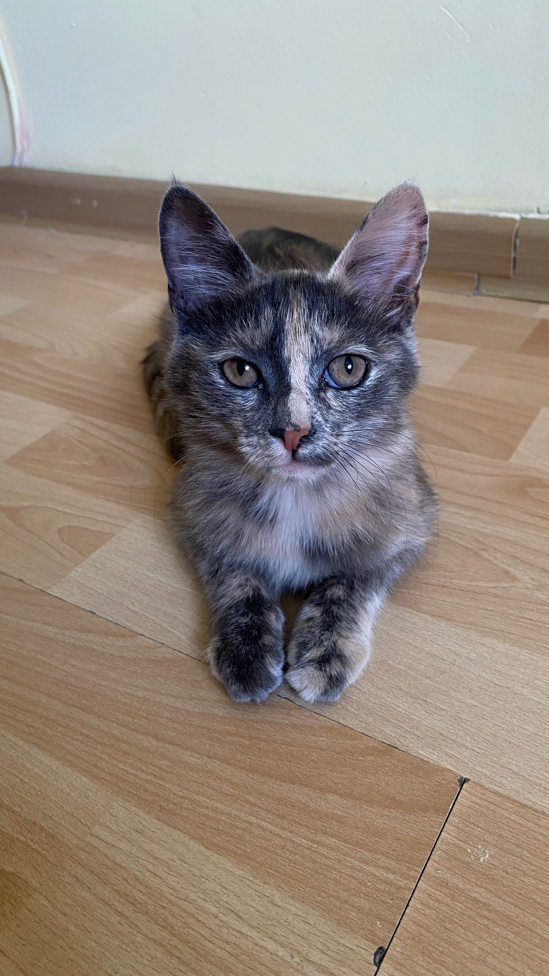 Мысық беремін, котенок