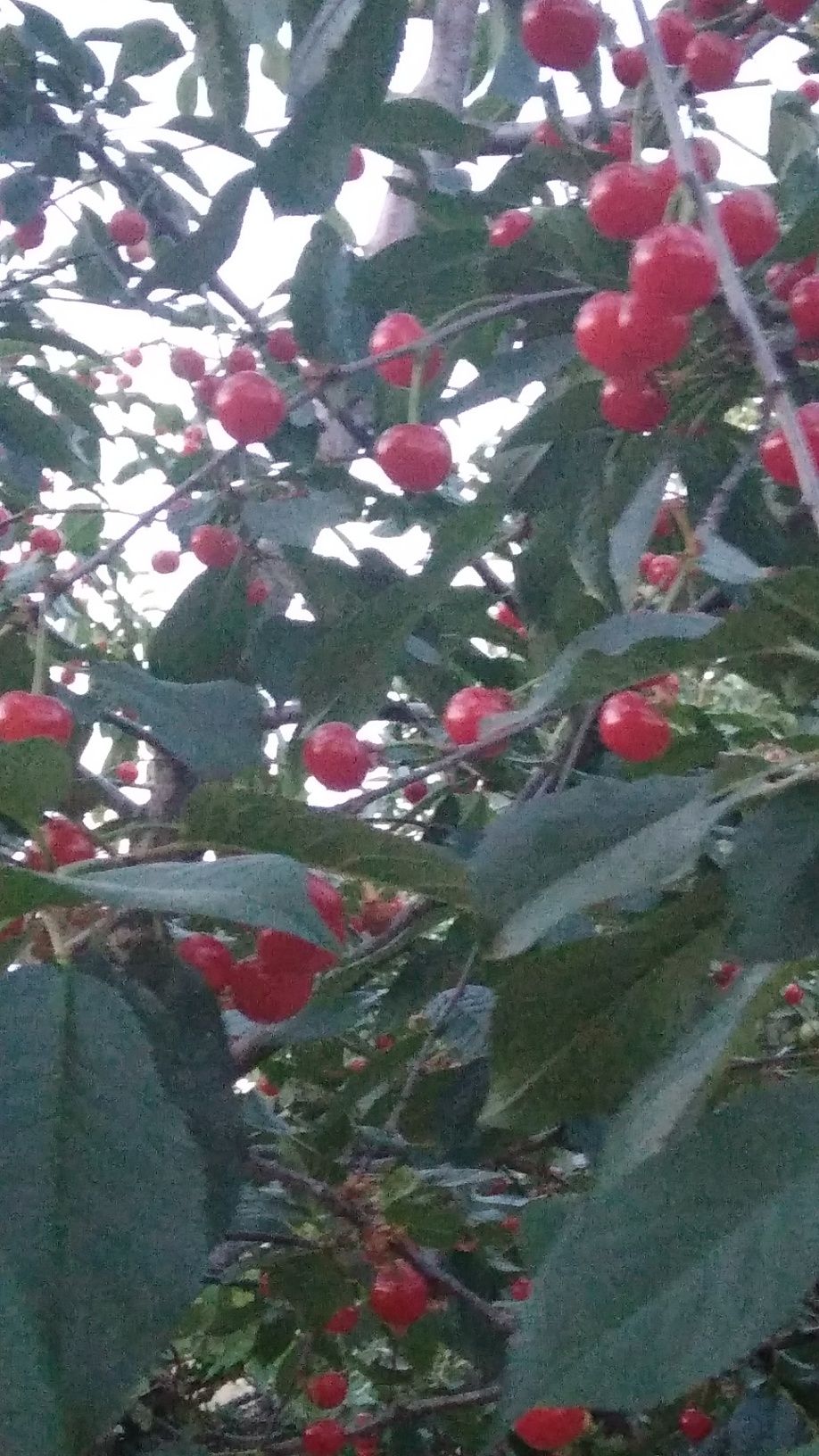 Ранняя вишня местная