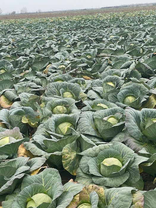 Varza bucharest si escazu