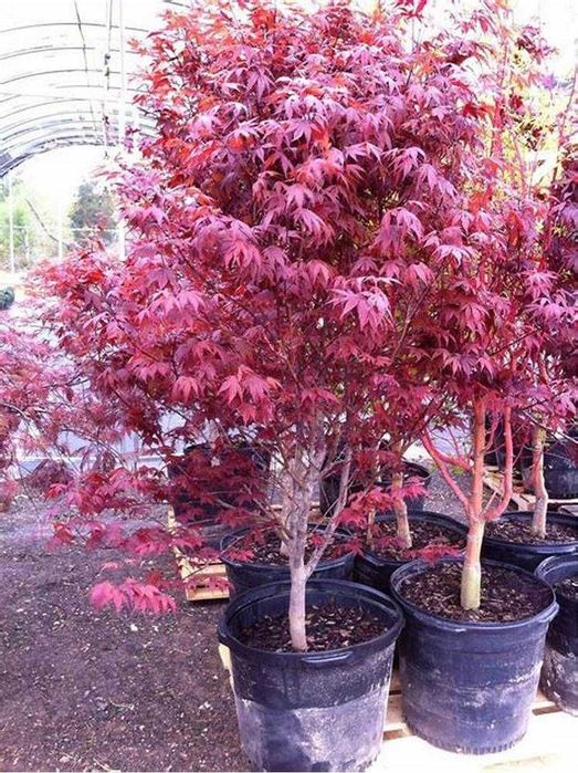 Artar japonez  ( acer palmatum) arțari japonezi
• cu frunze rosii sau