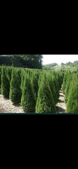 Thuja smaragd oferta 2m 150 lei