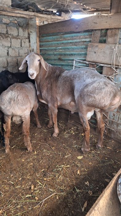 arashan zotli quchqor