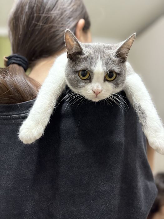 Котенок 5 - 6 месяцев