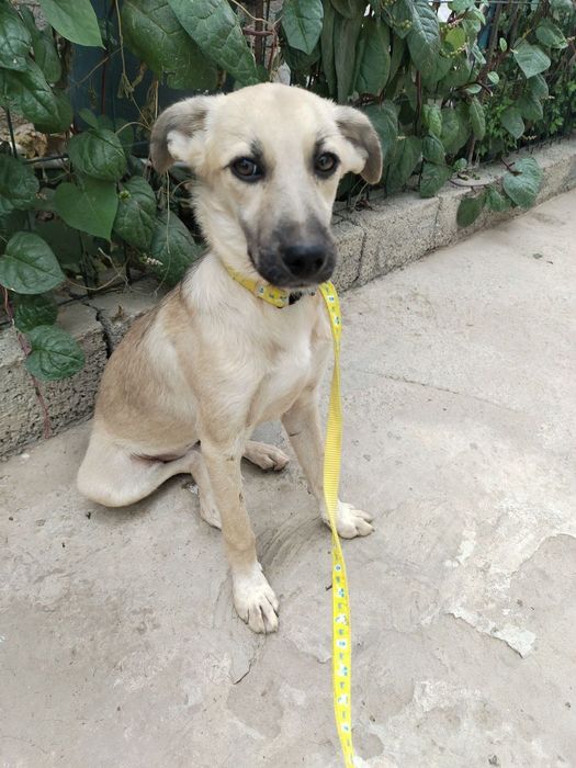 Собака бесплатно