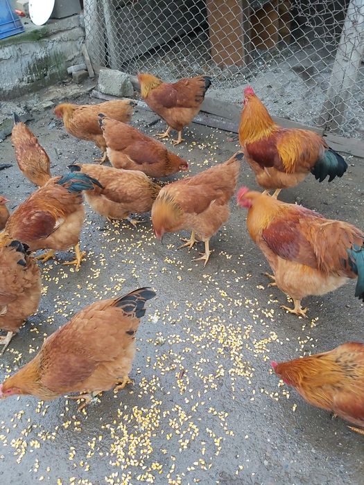 New Hampshire cocoși și gaini