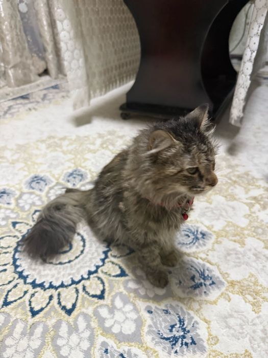 Sibirsiki qiz bola uy mushugi