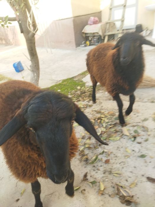 Бокишга вохани кучкорлари сотилади.