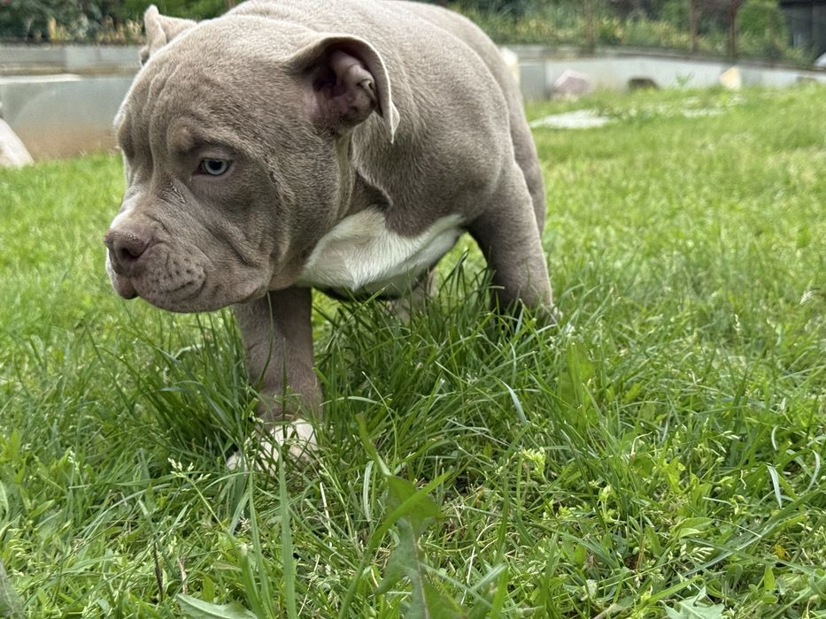 Vand masculg american bully pocket