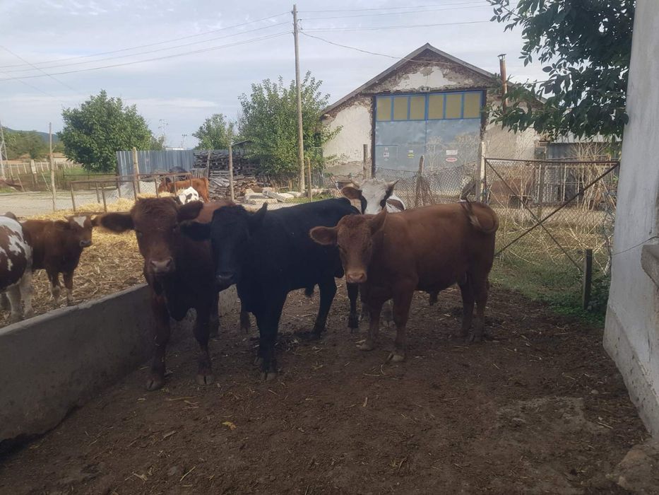 Продавам телета от 300кг-500кг