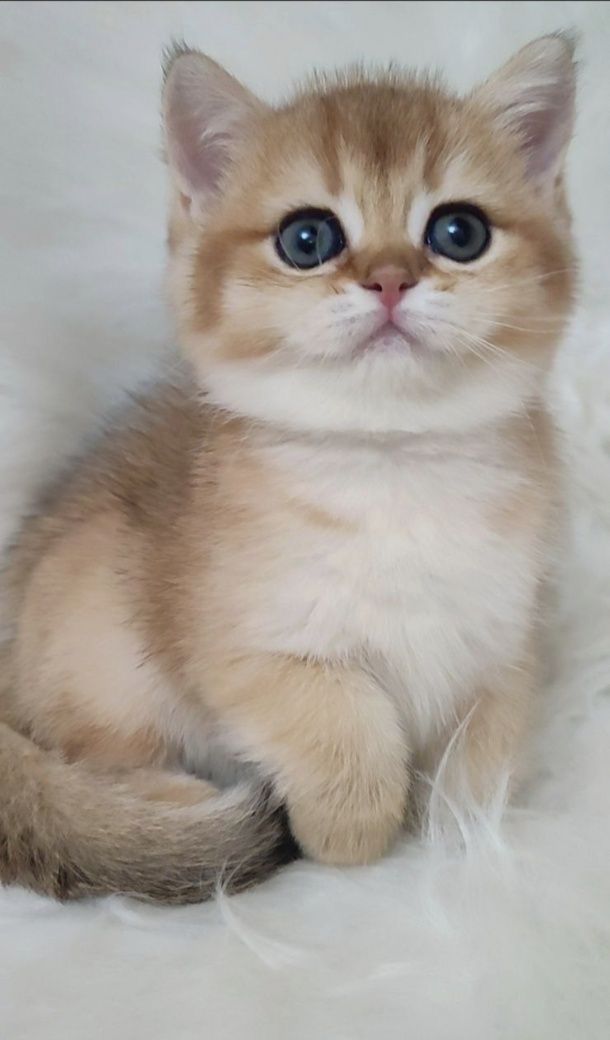 Скотиш страйт золотая Шиншила