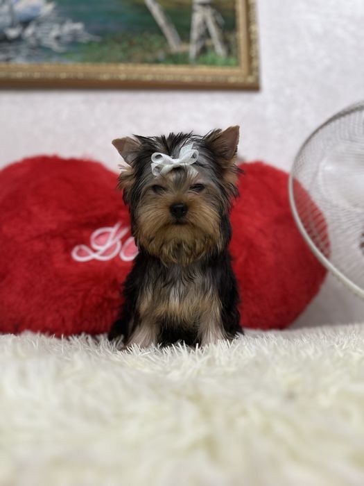 Красивый мальчишка йорик