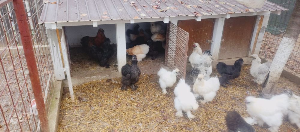 cocosi mătase japoneza