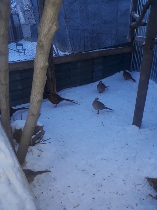 Фазан  охотничий