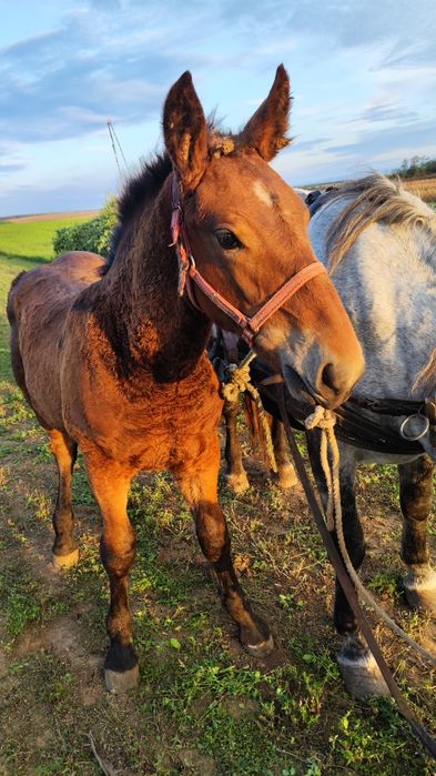 Manz de vanzare 6 luni