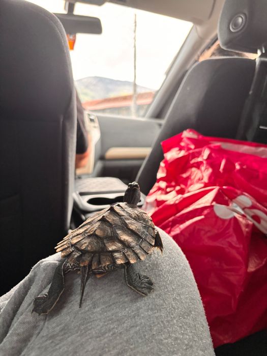 Broasca țestoasă map, plus acvariu și accesorii