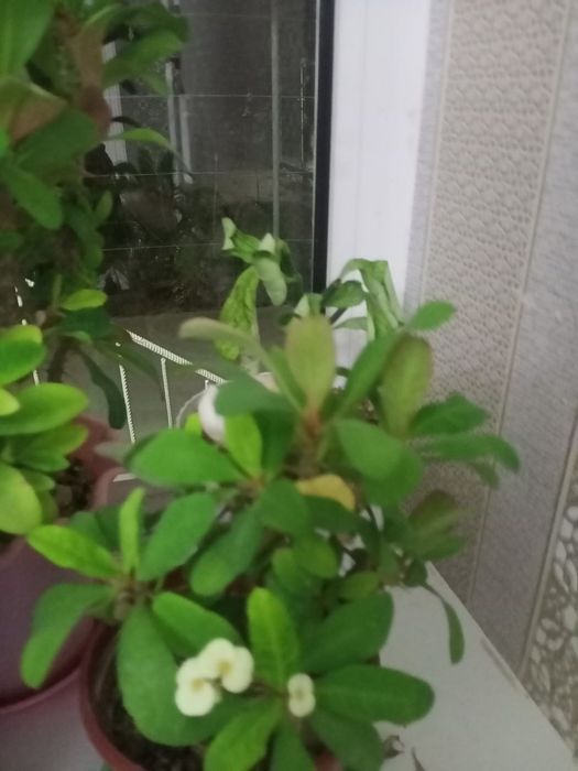 Molochay milaya. Molochay golland. Uy sharoyitida osgan