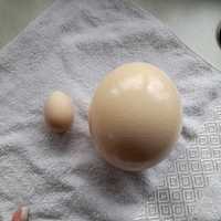 Vând pene și ouă de struț