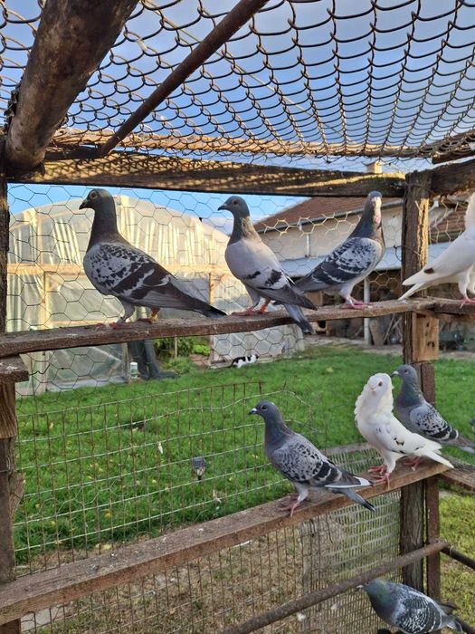 Спортни пощенски