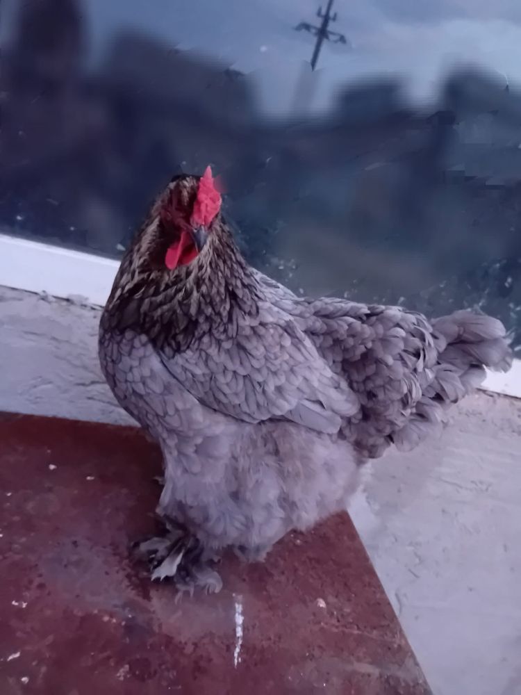 Ouă de gaina verzi